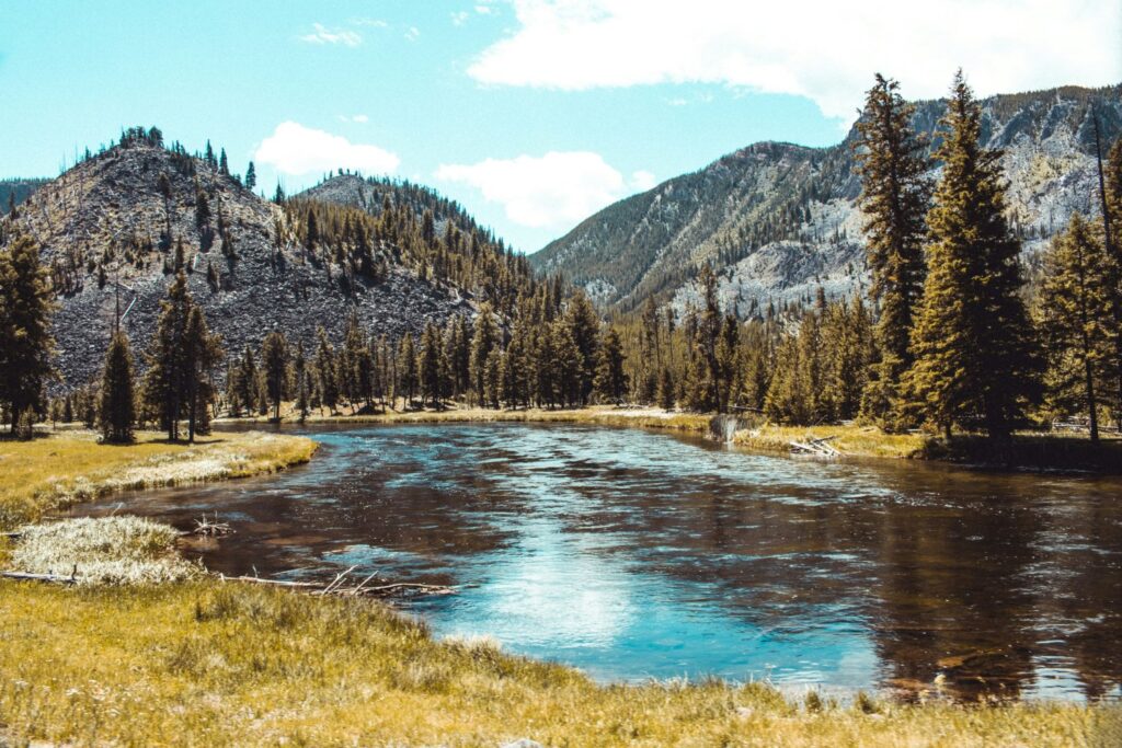 Revive Yellowstone Lobos