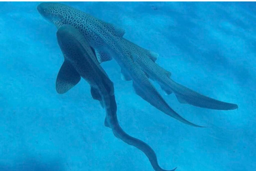 Trio De Tiburones