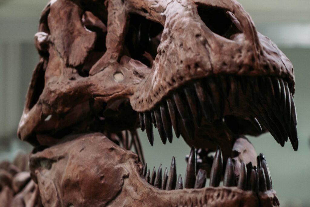 Vasos Sanguineos T Rex