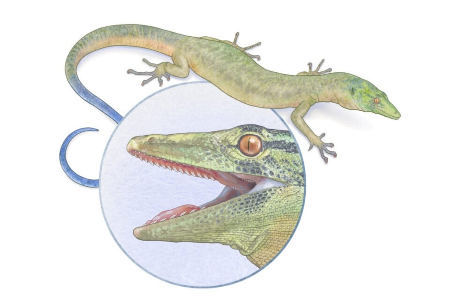 Breugnathair Elgolensis
