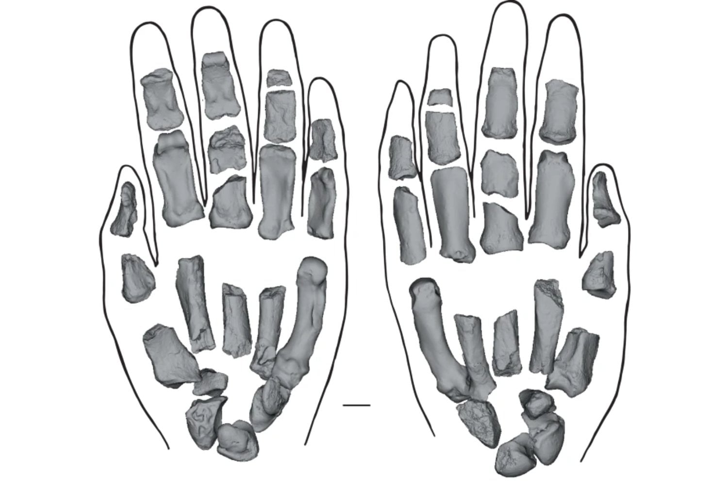 El secreto estaba en sus dedos: un fósil hallado en Kenia revela cómo empezó la destreza humana