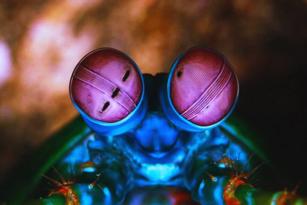 Este animal que cabe en la palma de tu mano puede romper un cristal antibalas