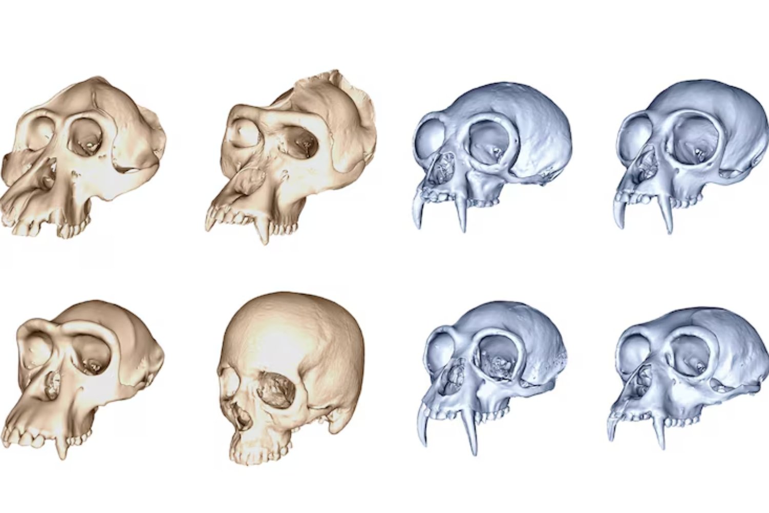 Evolucionamos más rápido de lo que la biología permite. La ciencia explica por qué los humanos doblaron el ritmo de los grandes simios