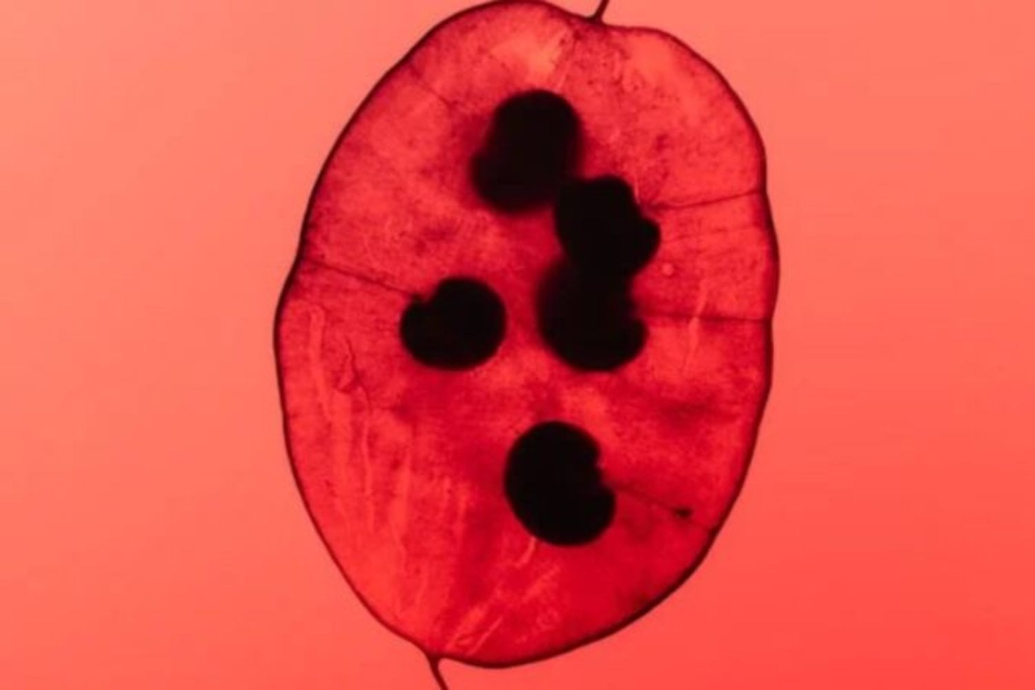 La genética podría ser más antigua de lo que creemos. Un estudio propone que los primeros códigos de vida existieron antes del origen de los organismos
