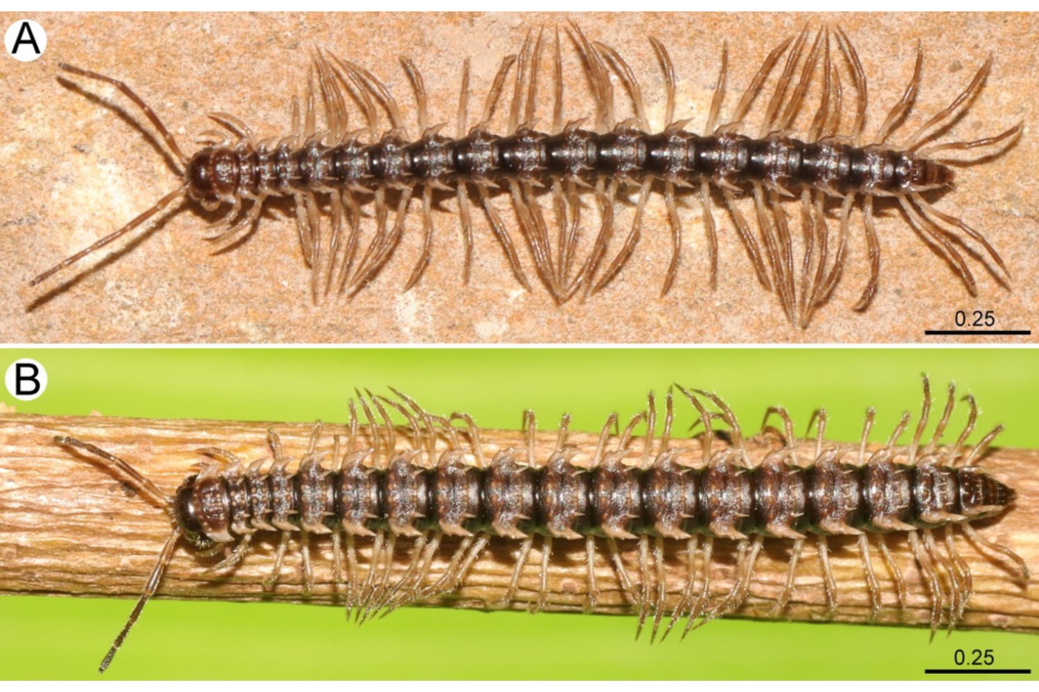 Criaturas que parecen dragones y se camuflan como piedra: así fue el hallazgo de una especie desconocida mientras se reproducía en una cueva tailandesa