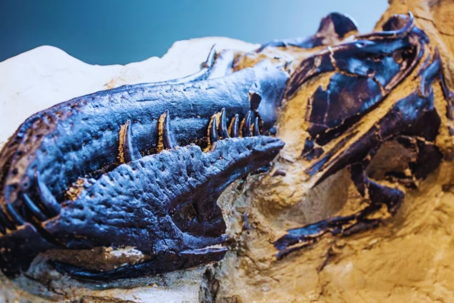 El fósil que cambió todo lo que creíamos sobre el T. rex. El legendario hallazgo de los “dinosaurios en duelo” revela una nueva especie y reescribe la historia del depredador más famoso del planeta