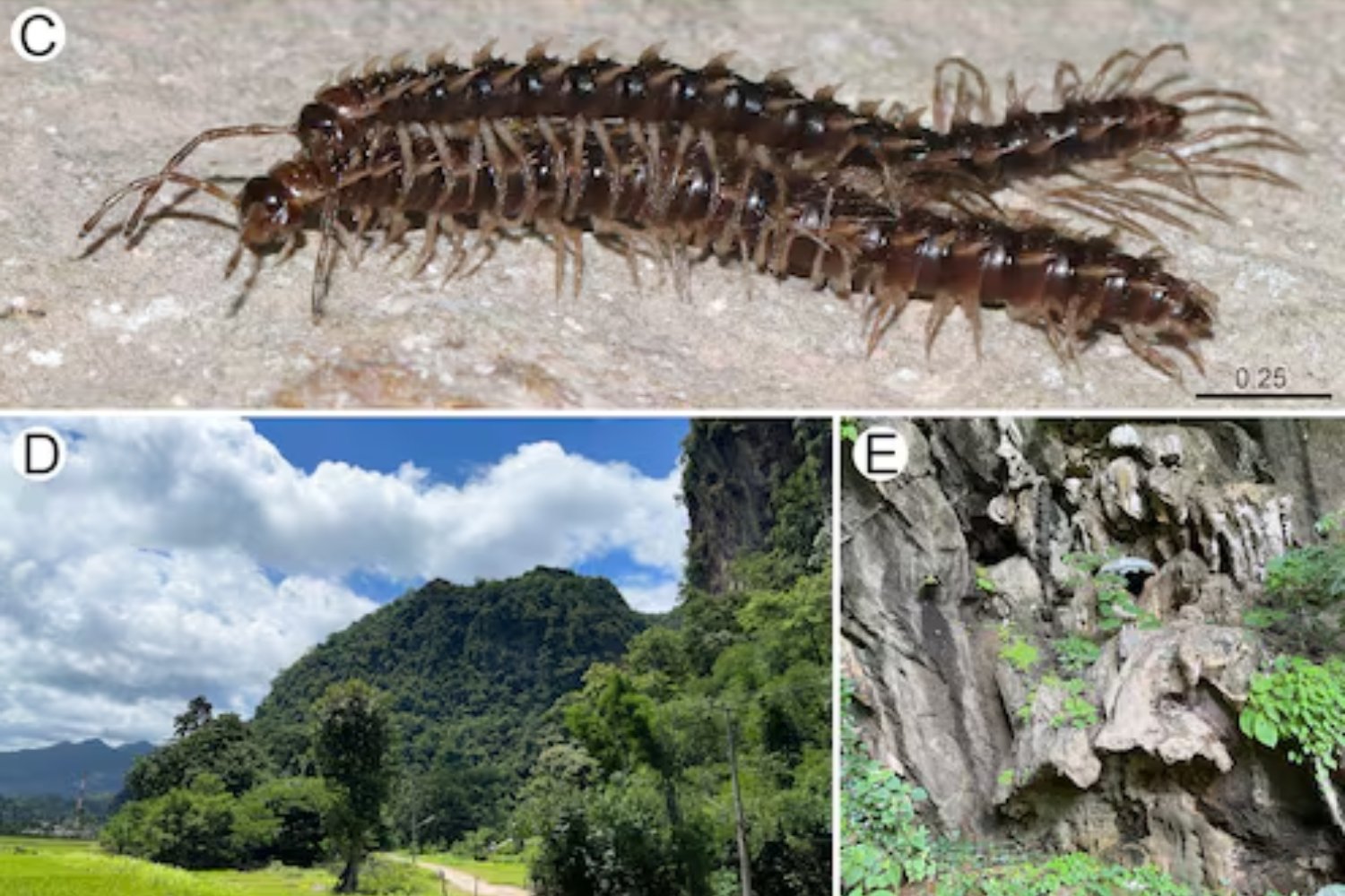 Criaturas que parecen dragones y se camuflan como piedra: así fue el hallazgo de una especie desconocida mientras se reproducía en una cueva tailandesa
