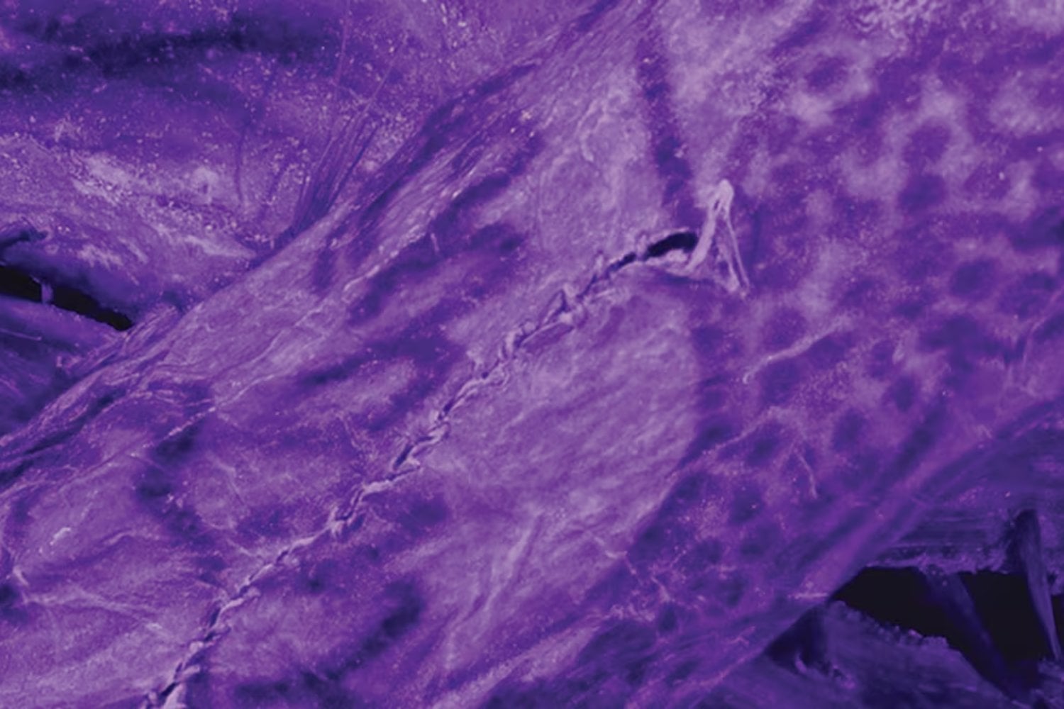 El hielo guardó un secreto durante 2.000 años. Ahora los arqueólogos lo han visto por primera vez