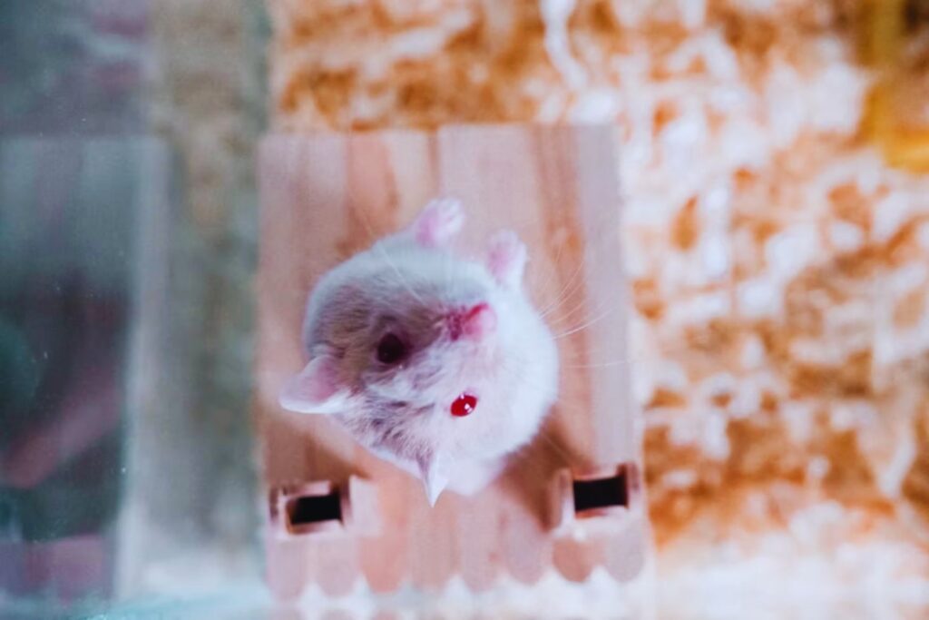 Los ratones “hablan” con la cara. Y la inteligencia artificial ya aprendió a leerles la mente