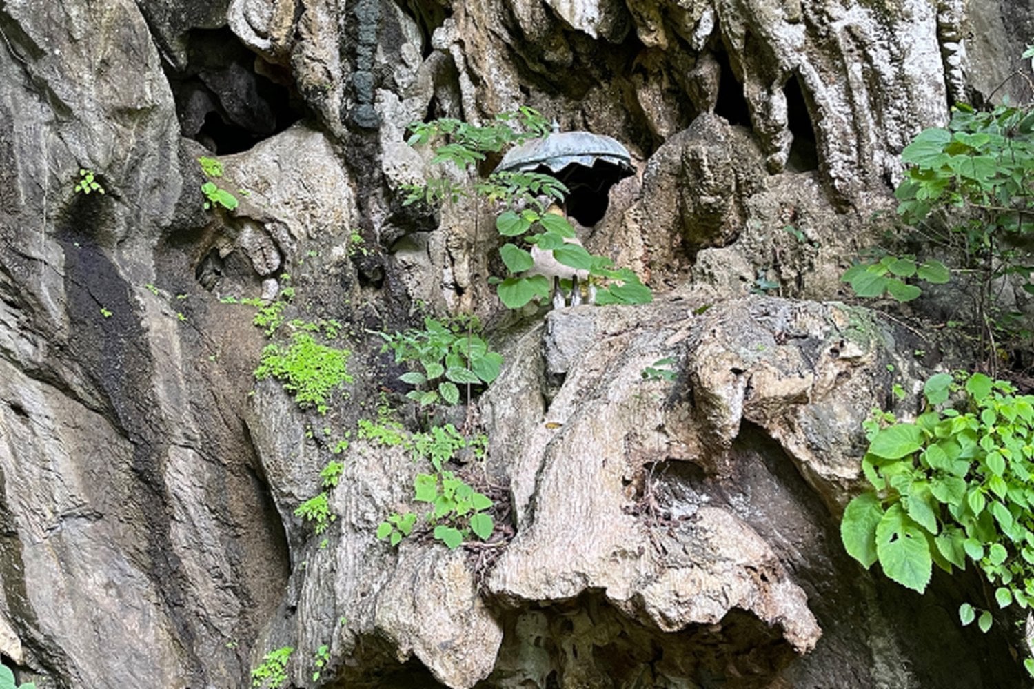 Criaturas que parecen dragones y se camuflan como piedra: así fue el hallazgo de una especie desconocida mientras se reproducía en una cueva tailandesa