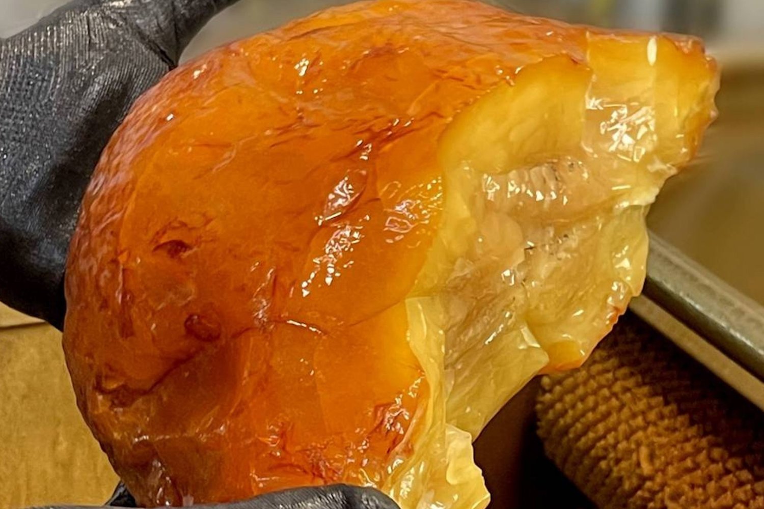 Hallan en Rusia un fósil de luz: una pieza de ámbar de más de dos kilos, testigo intacto de un bosque extinto