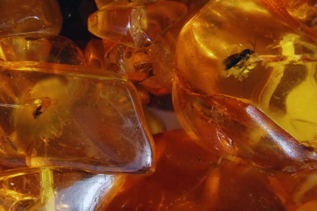 Hallan en Rusia un fósil de luz: una pieza de ámbar de más de dos kilos, testigo intacto de un bosque extinto