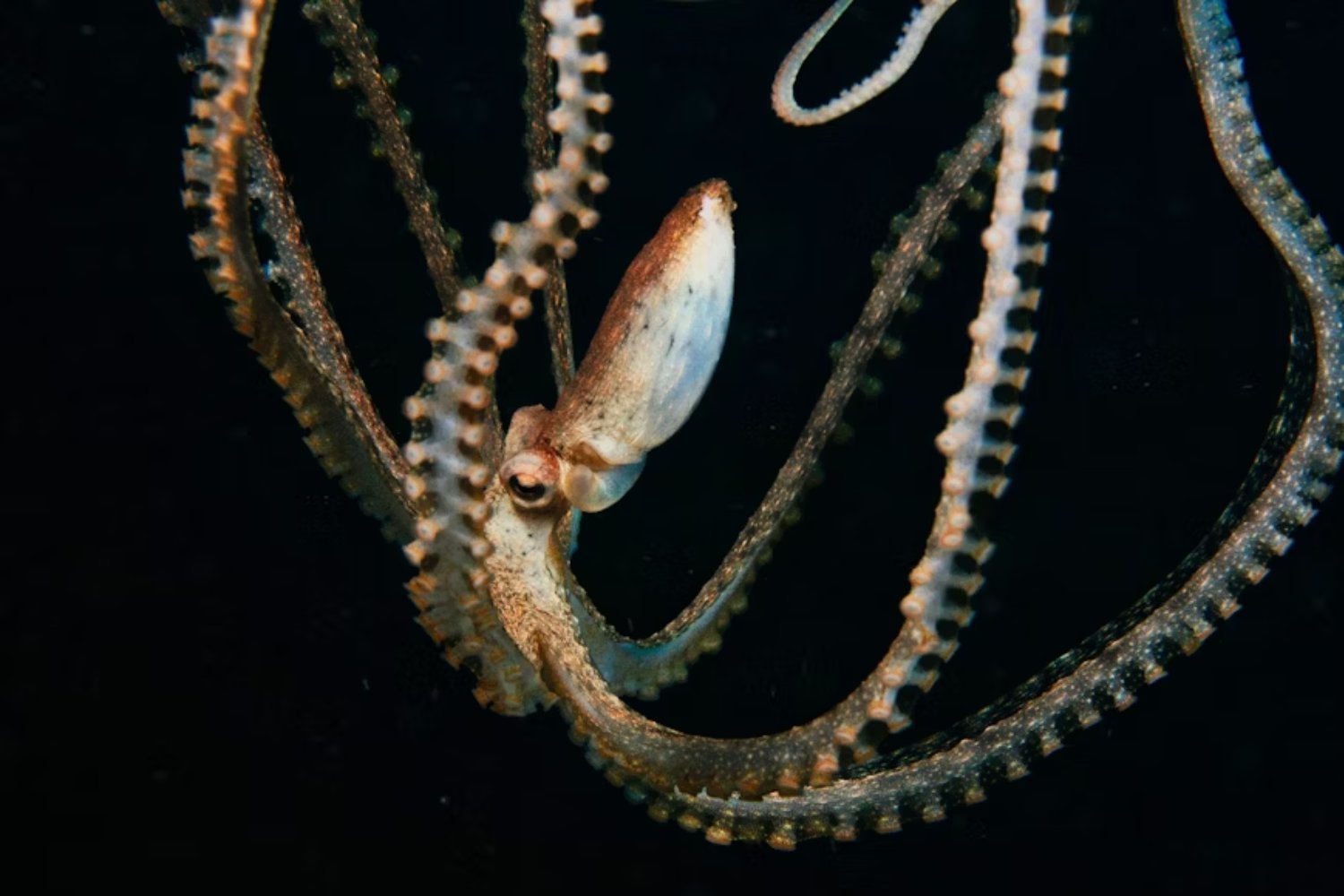 Los pulpos conquistan la costa de Inglaterra: cambio climático, bonanza pesquera y un futuro incierto para los mariscos