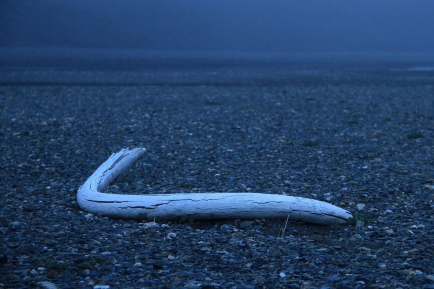 El diente que sobrevivió a la Edad de Hielo. Un aficionado encuentra un fósil de mamut de 125.000 años frente a la torre de Düsseldorf
