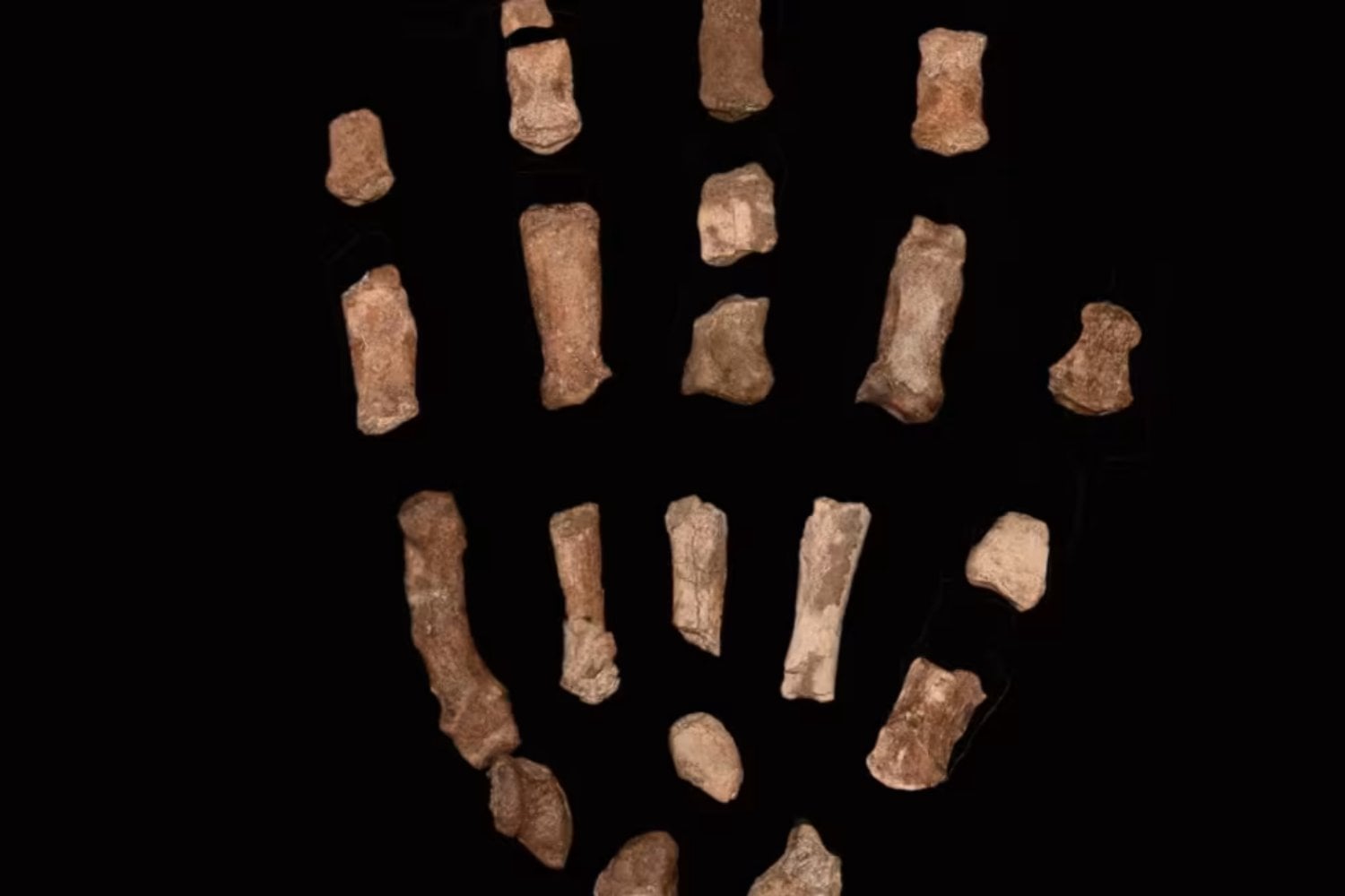 El secreto estaba en sus dedos: un fósil hallado en Kenia revela cómo empezó la destreza humana