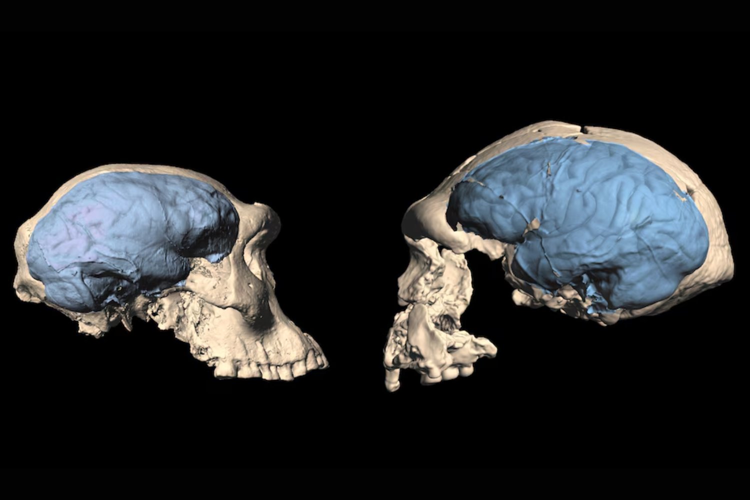 Evolucionamos más rápido de lo que la biología permite. La ciencia explica por qué los humanos doblaron el ritmo de los grandes simios