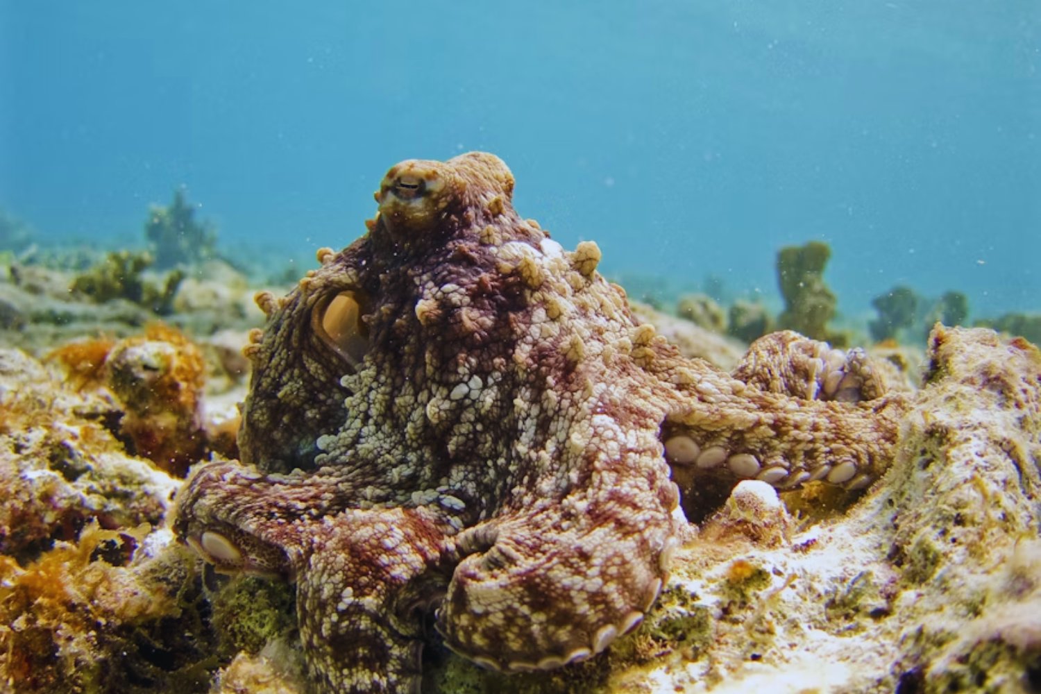 Los pulpos conquistan la costa de Inglaterra: cambio climático, bonanza pesquera y un futuro incierto para los mariscos