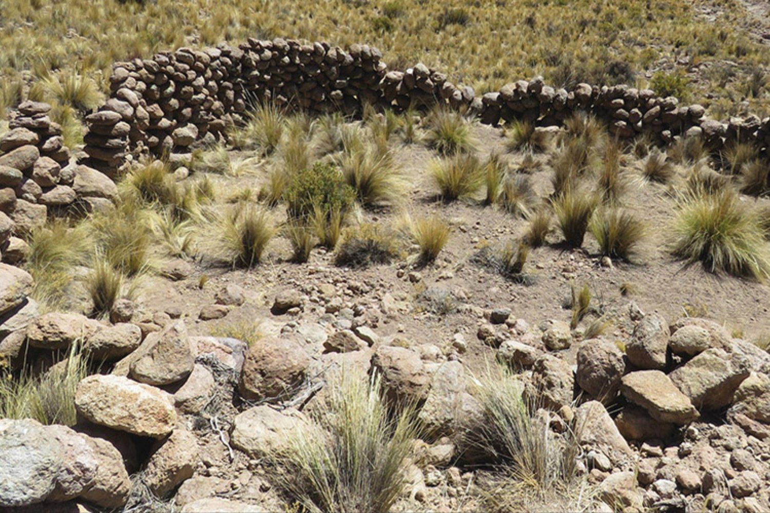 Los satélites detectaron 76 estructuras misteriosas en los Andes. Ahora sabemos que los antiguos cazadores las usaron para atrapar vicuñas