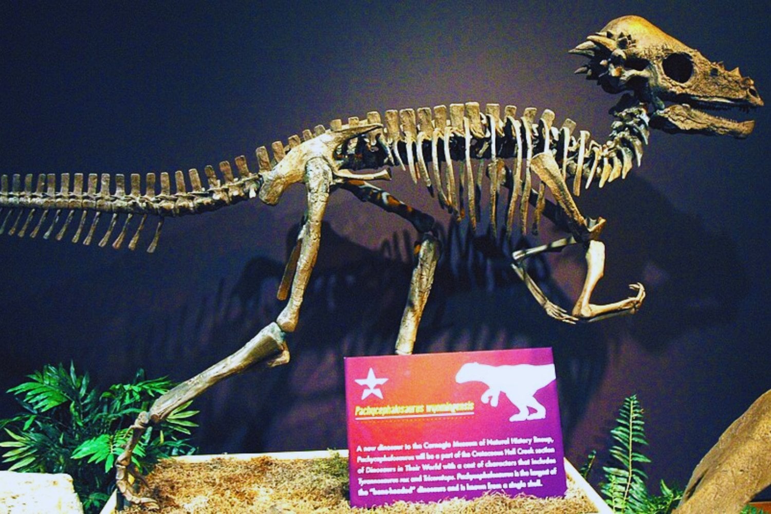 Entre las arenas del Gobi apareció un dinosaurio imposible. Su cráneo juvenil está reescribiendo 100 millones de años de historia