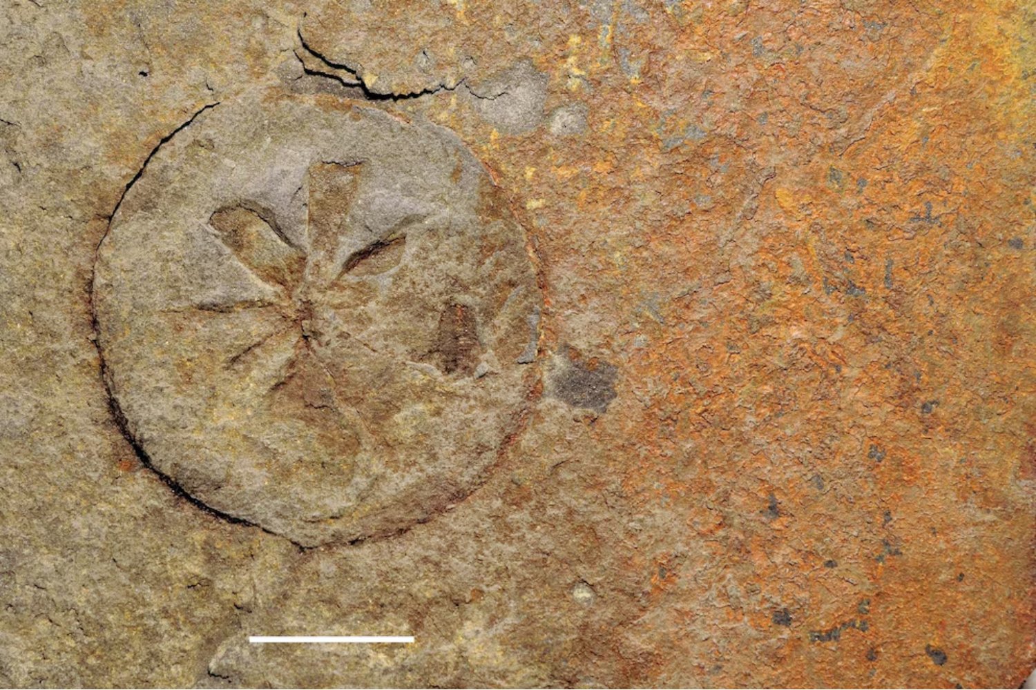 No eran piedras: los fósiles dorados de Gabón que podrían ser restos de la primera vida compleja… mil millones de años antes de lo que creíamos