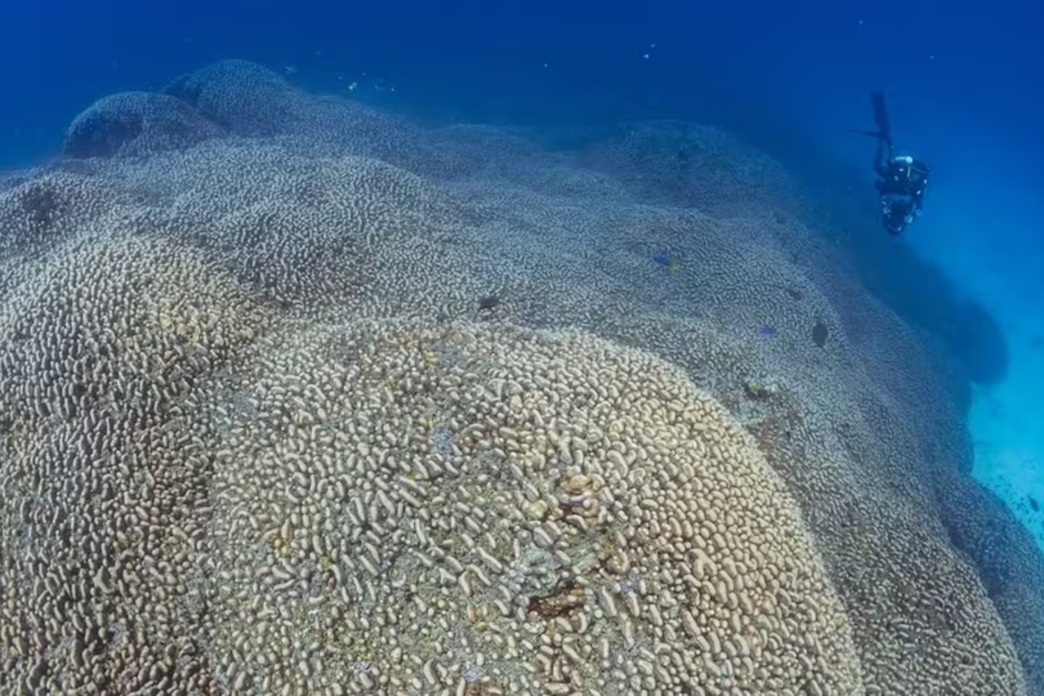 En las aguas del Pacífico crece un ser nacido antes de Napoleón. Mide medio campo de fútbol y podría ser la criatura más longeva del océano
