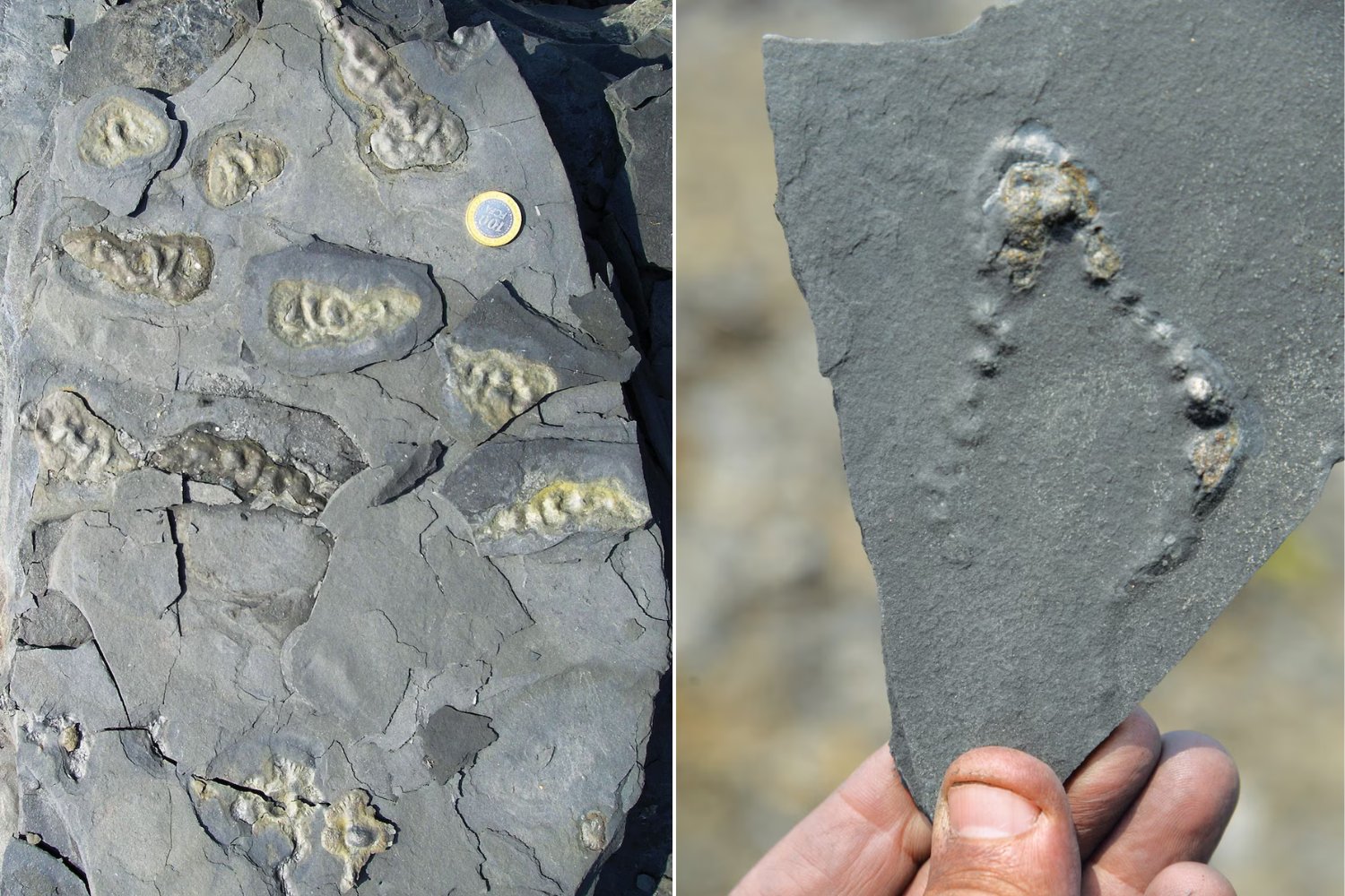 No eran piedras: los fósiles dorados de Gabón que podrían ser restos de la primera vida compleja… mil millones de años antes de lo que creíamos