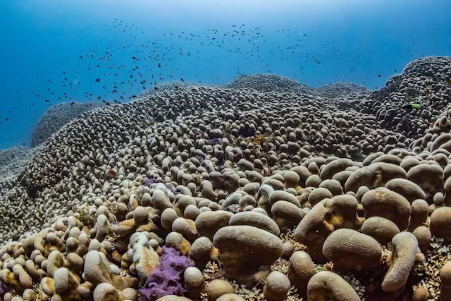 En las aguas del Pacífico crece un ser nacido antes de Napoleón. Mide medio campo de fútbol y podría ser la criatura más longeva del océano