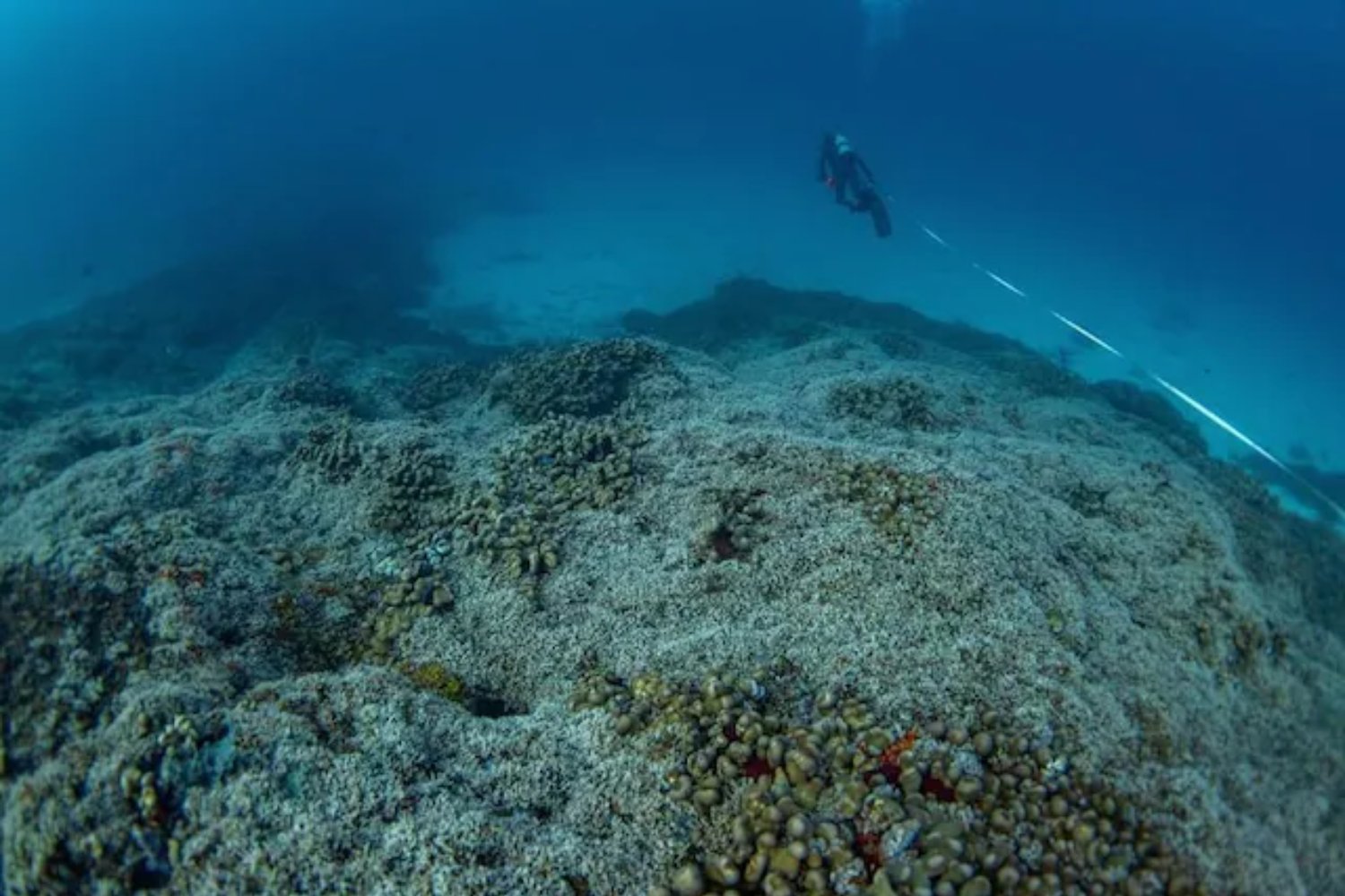 En las aguas del Pacífico crece un ser nacido antes de Napoleón. Mide medio campo de fútbol y podría ser la criatura más longeva del océano