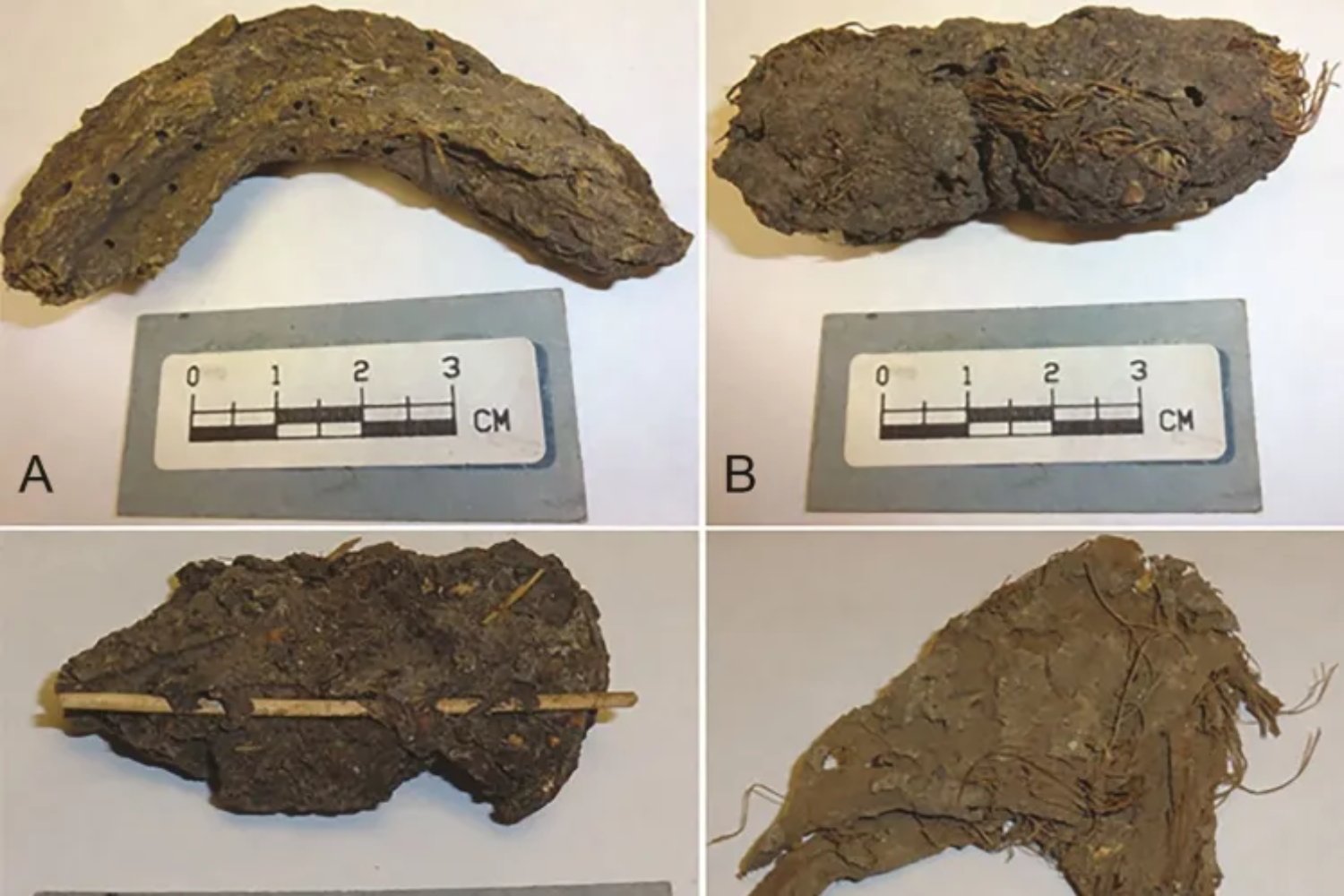La epidemia que nadie documentó. Científicos analizan heces milenarias en México y descubren una crisis de salud que duró siglos