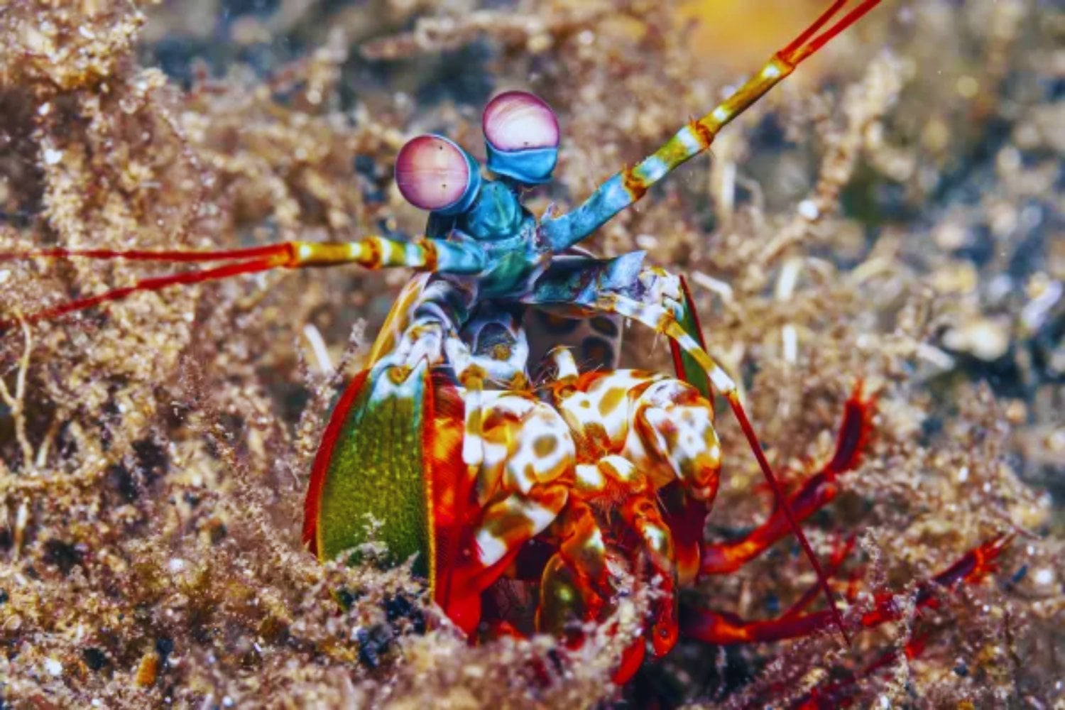 Este animal que cabe en la palma de tu mano puede romper un cristal antibalas