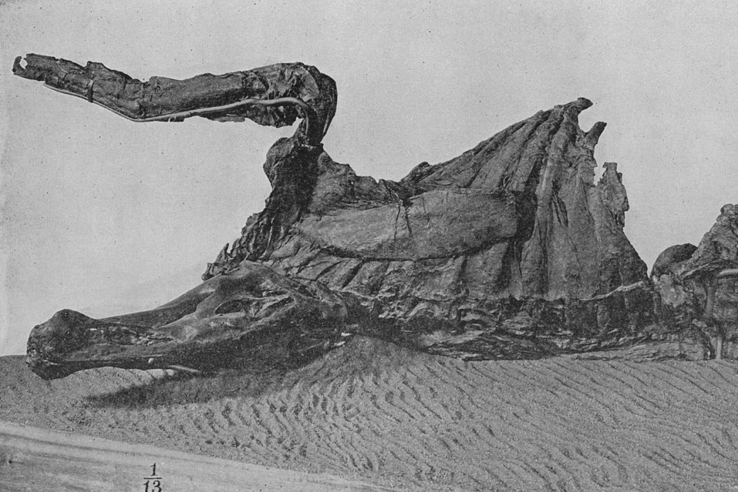 Científicos descubren las “momias” mejor conservadas del mundo: los Edmontosaurus que revelan cómo era realmente un dinosaurio