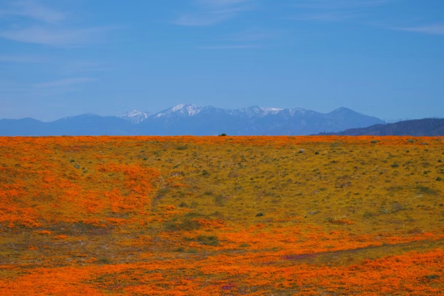El desierto más árido del mundo florece gracias a El Niño. Más de 200 especies emergen en Atacama