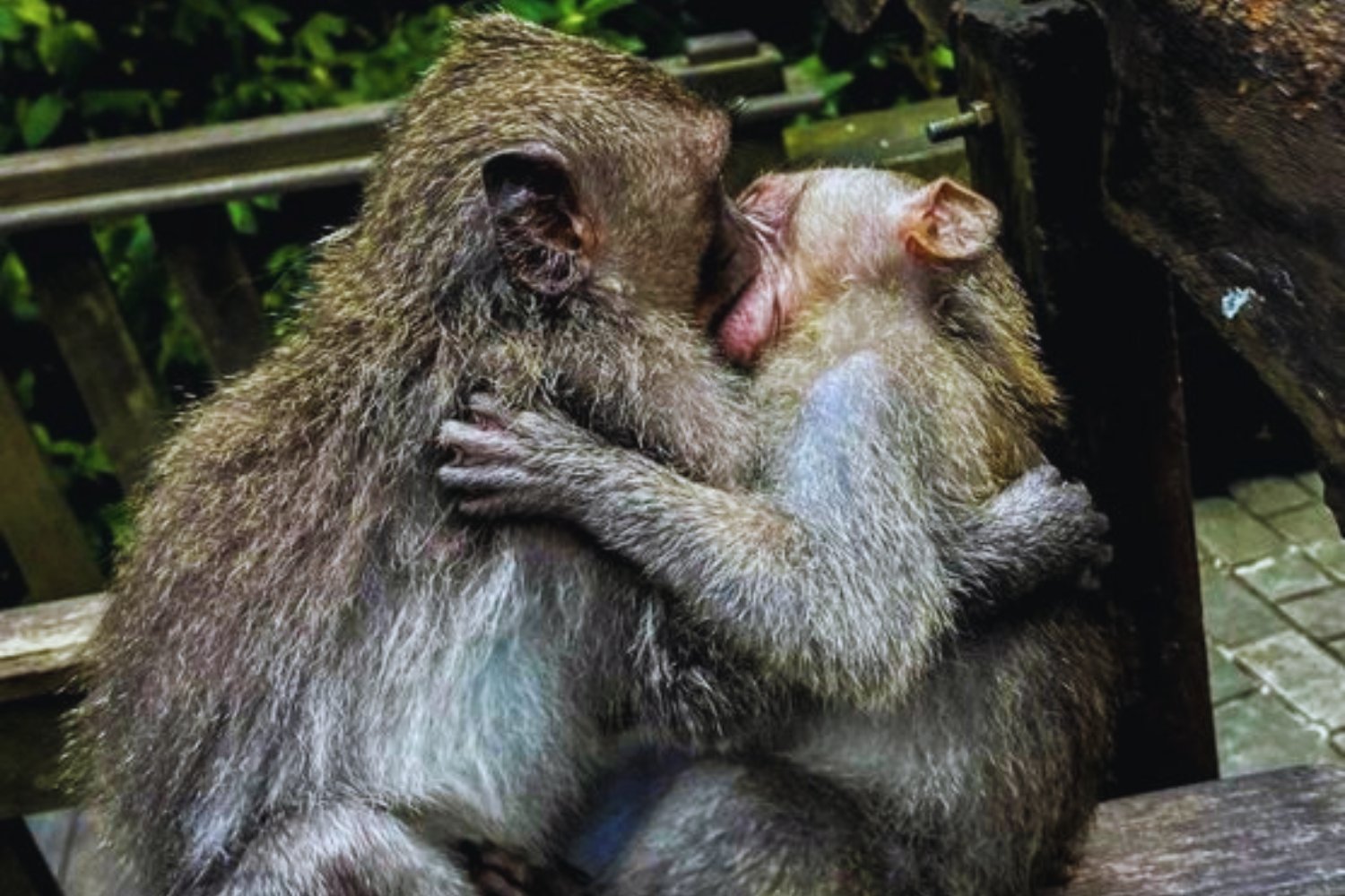El origen del beso está en los primates. De quitar parásitos a crear vínculos, la biología explica el romance.