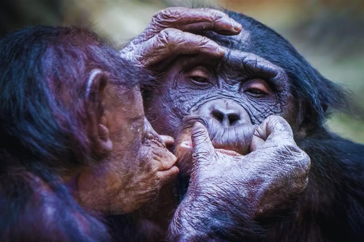 El origen del beso está en los primates. De quitar parásitos a crear vínculos, la biología explica el romance.
