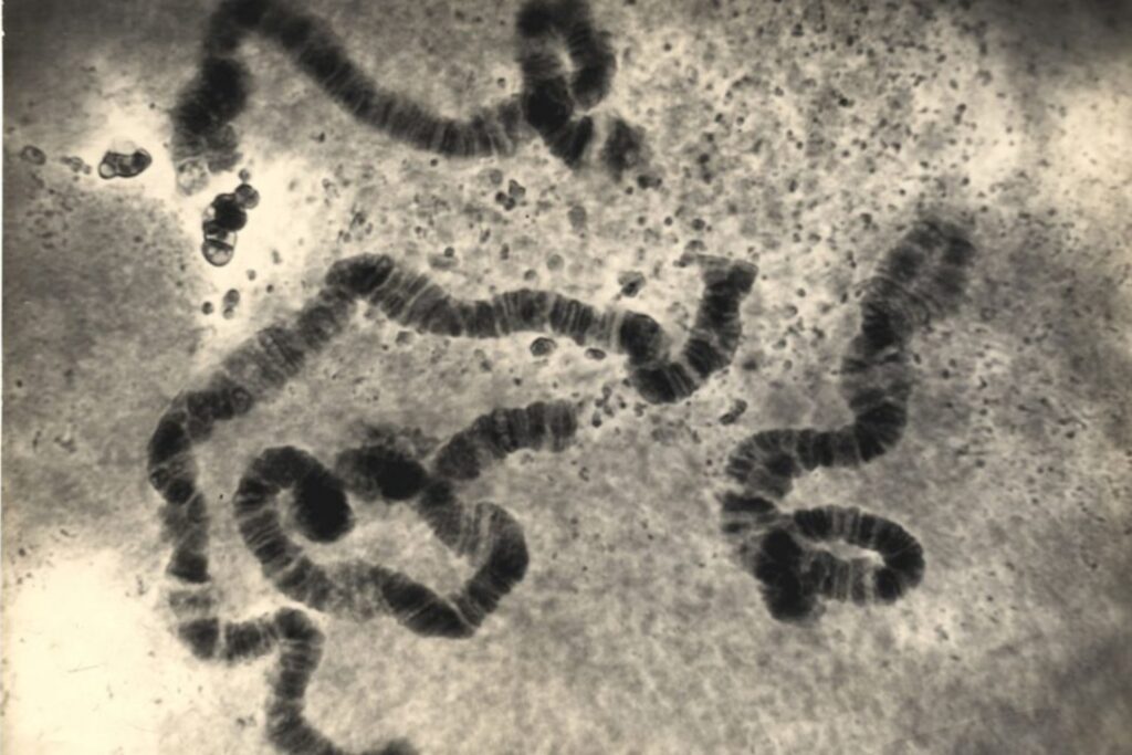 Tu ADN es un libro que se reescribe a sí mismo. Así funcionan los transposones, los genes saltarines que cambian nuestra historia biológica