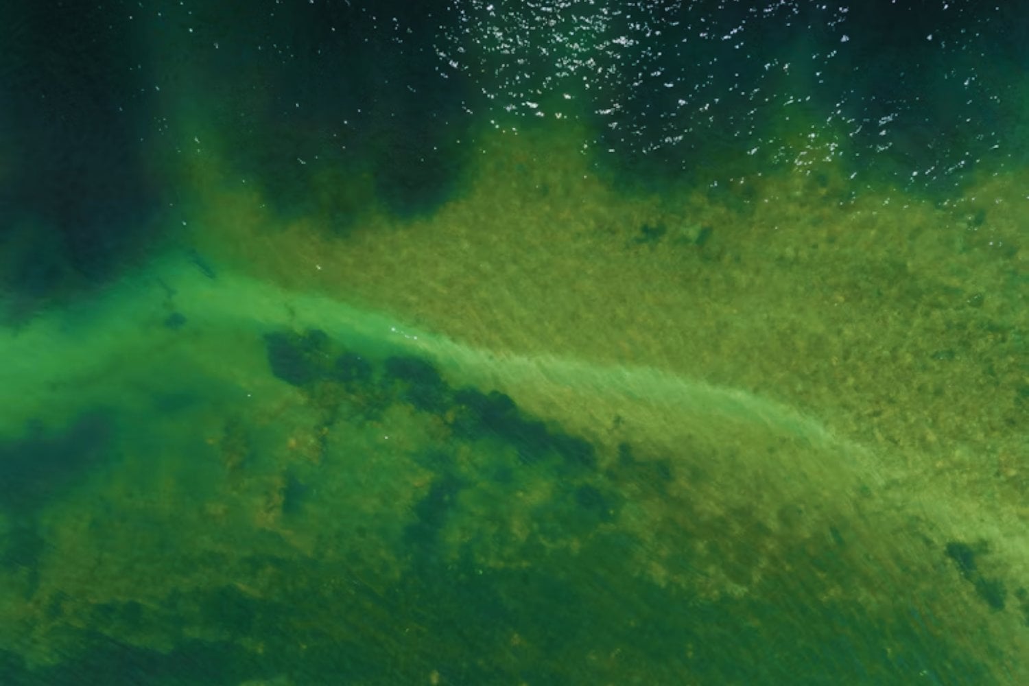 Robots revelan un océano oculto de vida. Bajo la superficie hay tanto carbono como 250 millones de elefantes