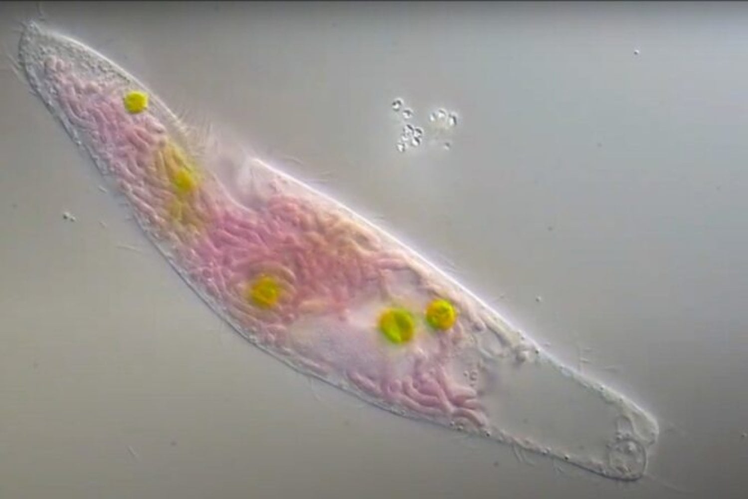 Robots revelan un océano oculto de vida. Bajo la superficie hay tanto carbono como 250 millones de elefantes