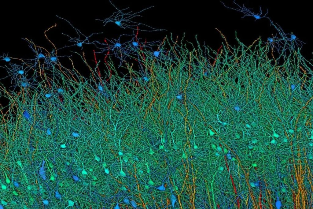 Las estrellas del cerebro y el secreto de la memoria emocional: el hallazgo que cambia lo que creíamos saber sobre recordar