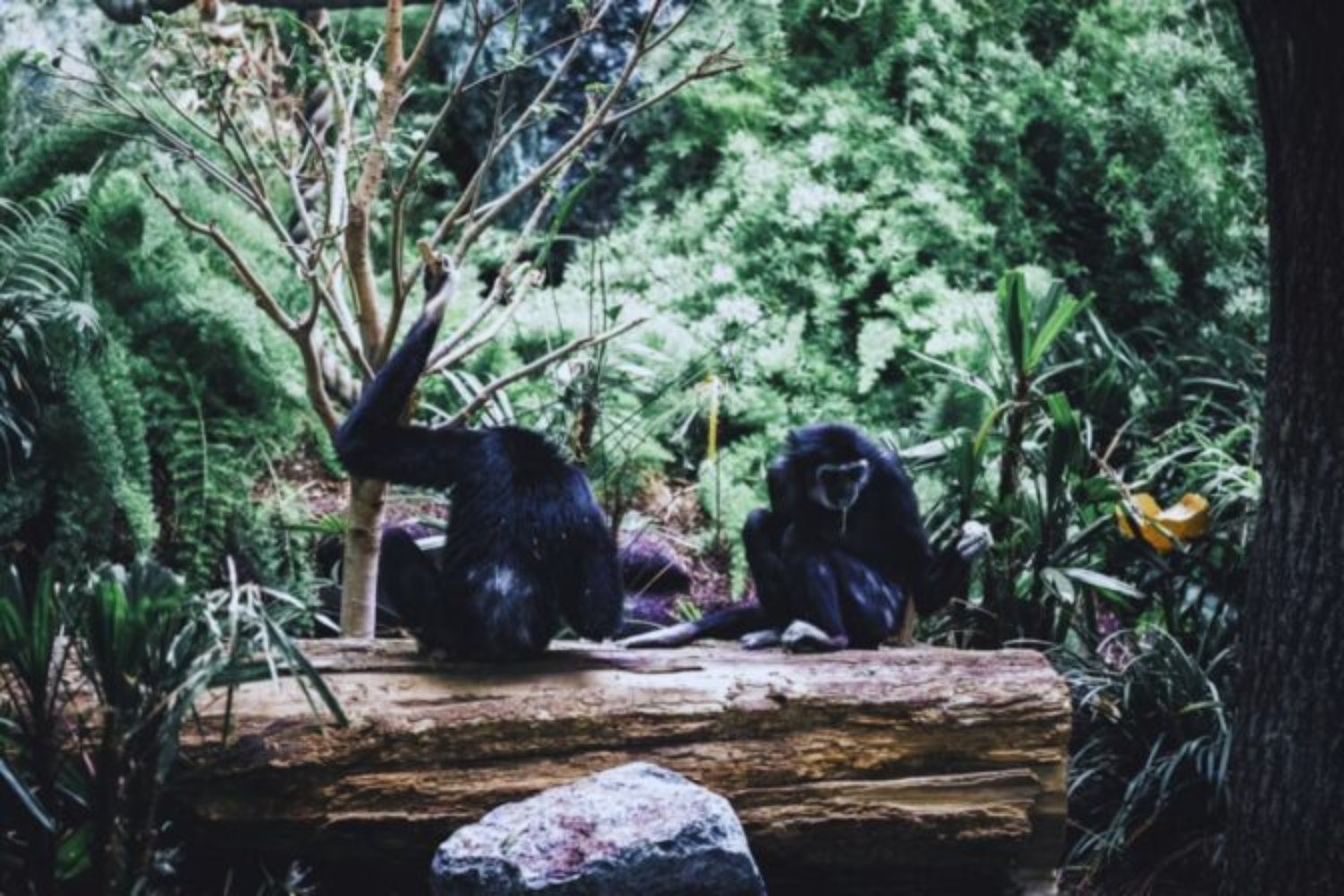 Evolucionamos más rápido de lo que la biología permite. La ciencia explica por qué los humanos doblaron el ritmo de los grandes simios