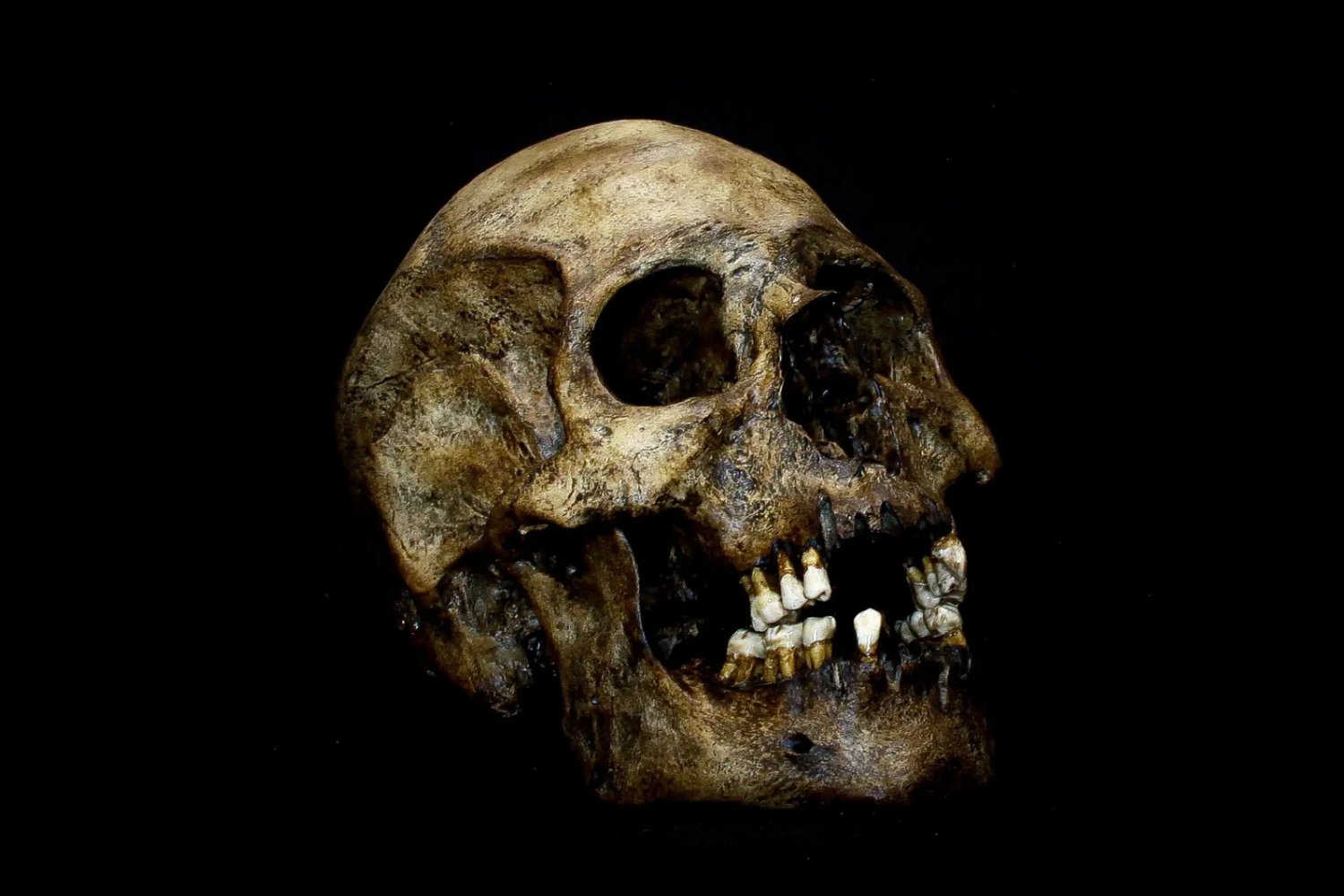 El gran salto no fue caminar erguidos: el cerebro humano evolucionó el doble de rápido que el de otros simios
