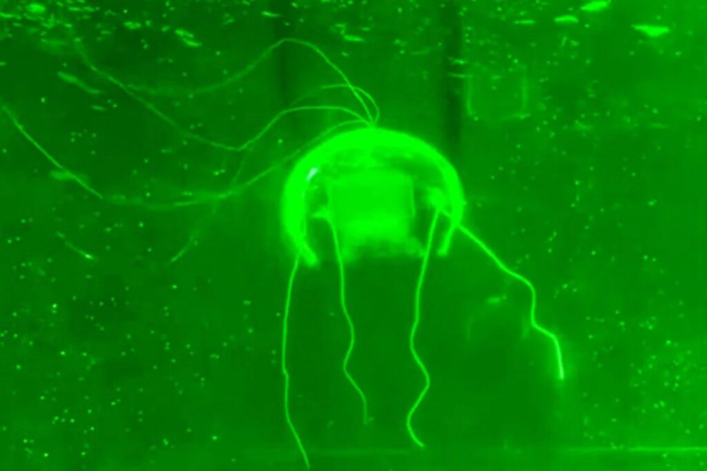 China ha creado una medusa biónica capaz de espiar bajo el mar. Su cuerpo transparente la hace invisible incluso para el sónar