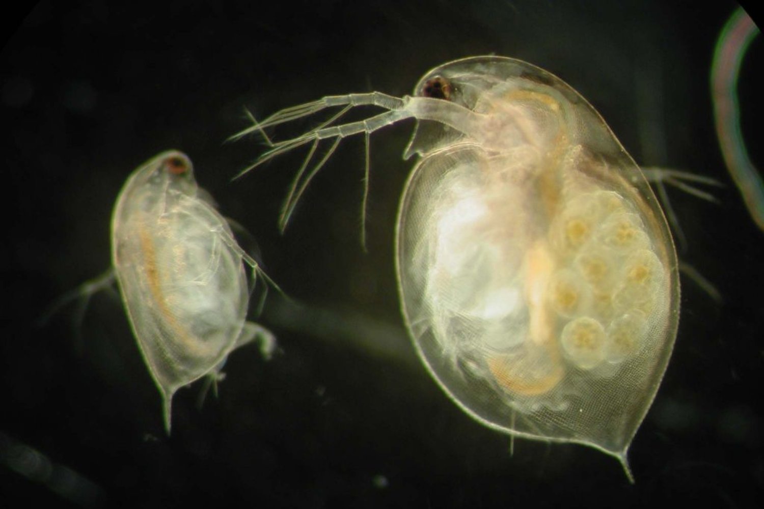 La criatura que evoluciona mientras la miras: la pulga de agua desafía todo lo que sabíamos sobre genética