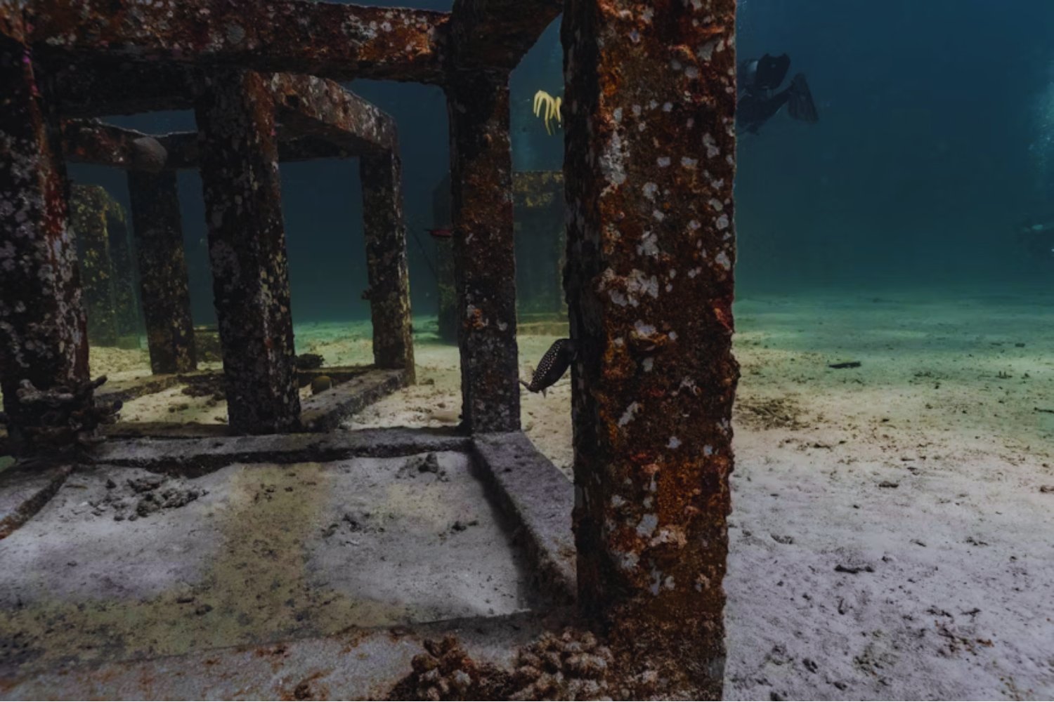 La acidificación del mar cruza el límite planetario: la pesca y los corales entran en zona de riesgo