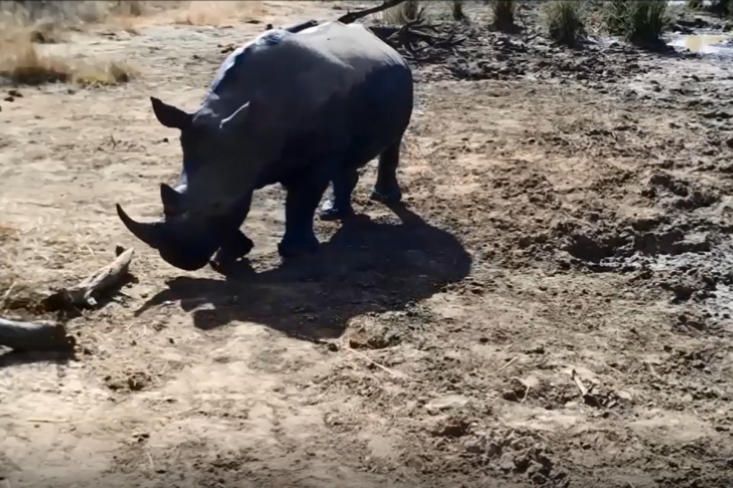 10.000 grabaciones lo confirman. El animal más temido de África no ruge: habla