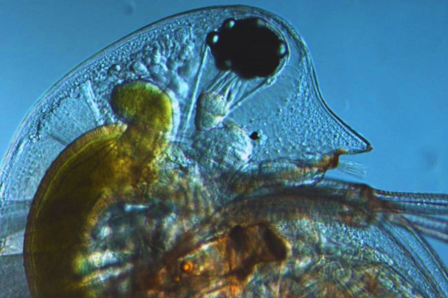 La criatura que evoluciona mientras la miras: la pulga de agua desafía todo lo que sabíamos sobre genética