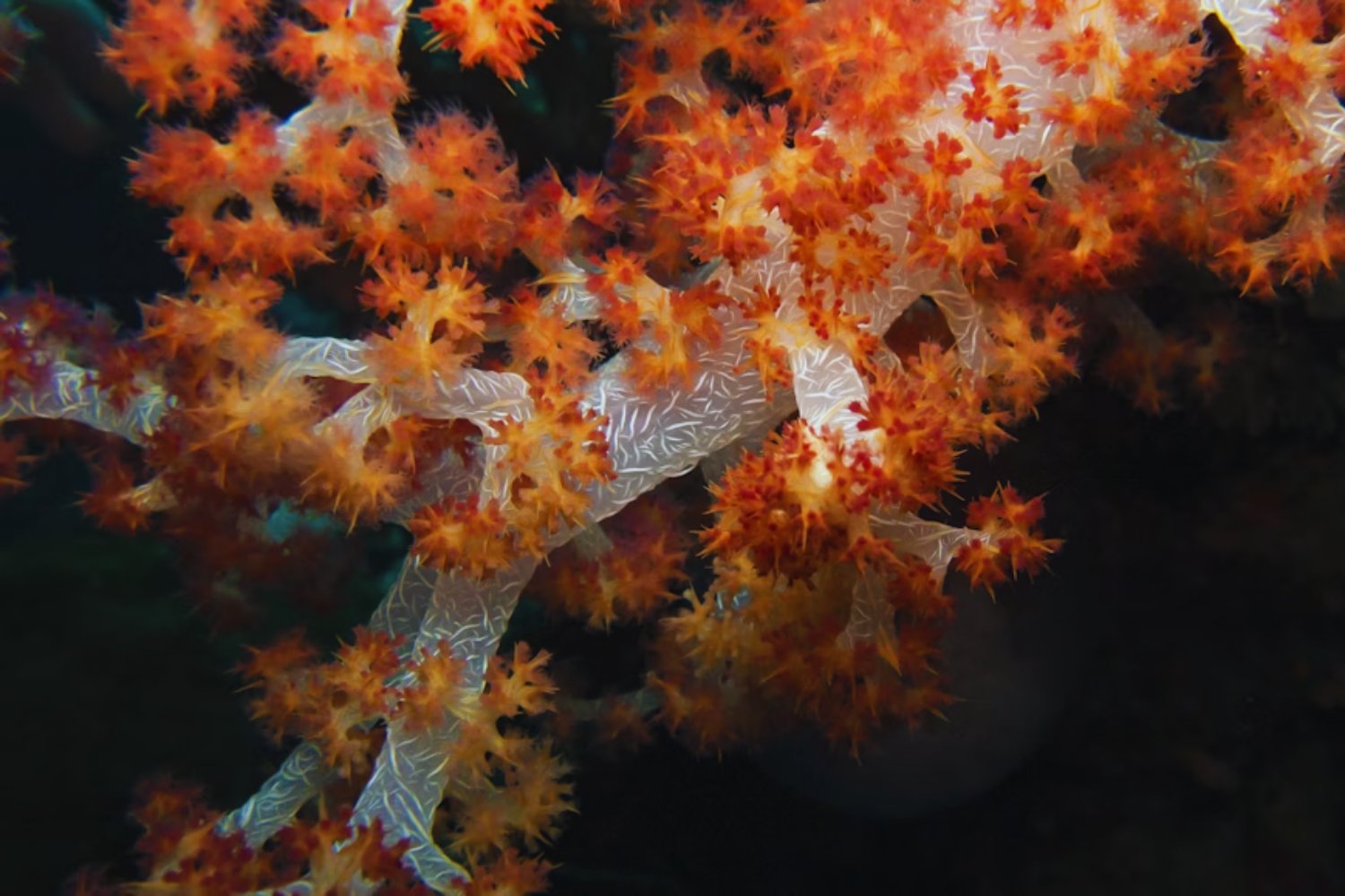 Un coral desafía al calor del Mediterráneo. Científicos revelan el mecanismo genético que le permite sobrevivir cuando otros mueren