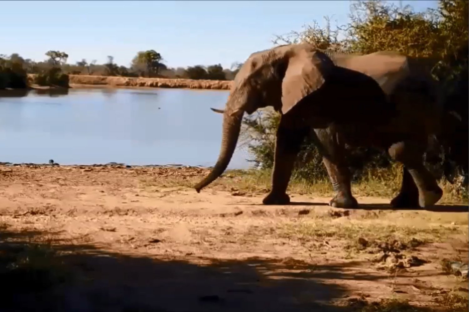 10.000 grabaciones lo confirman. El animal más temido de África no ruge: habla