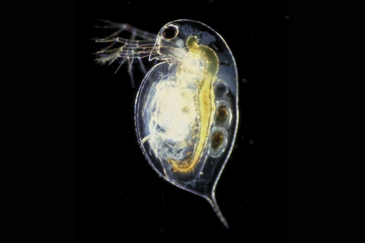 La criatura que evoluciona mientras la miras: la pulga de agua desafía todo lo que sabíamos sobre genética