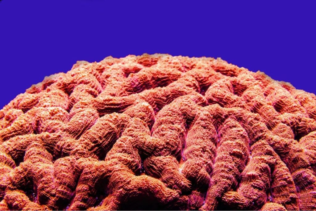 Un coral desafía al calor del Mediterráneo. Científicos revelan el mecanismo genético que le permite sobrevivir cuando otros mueren