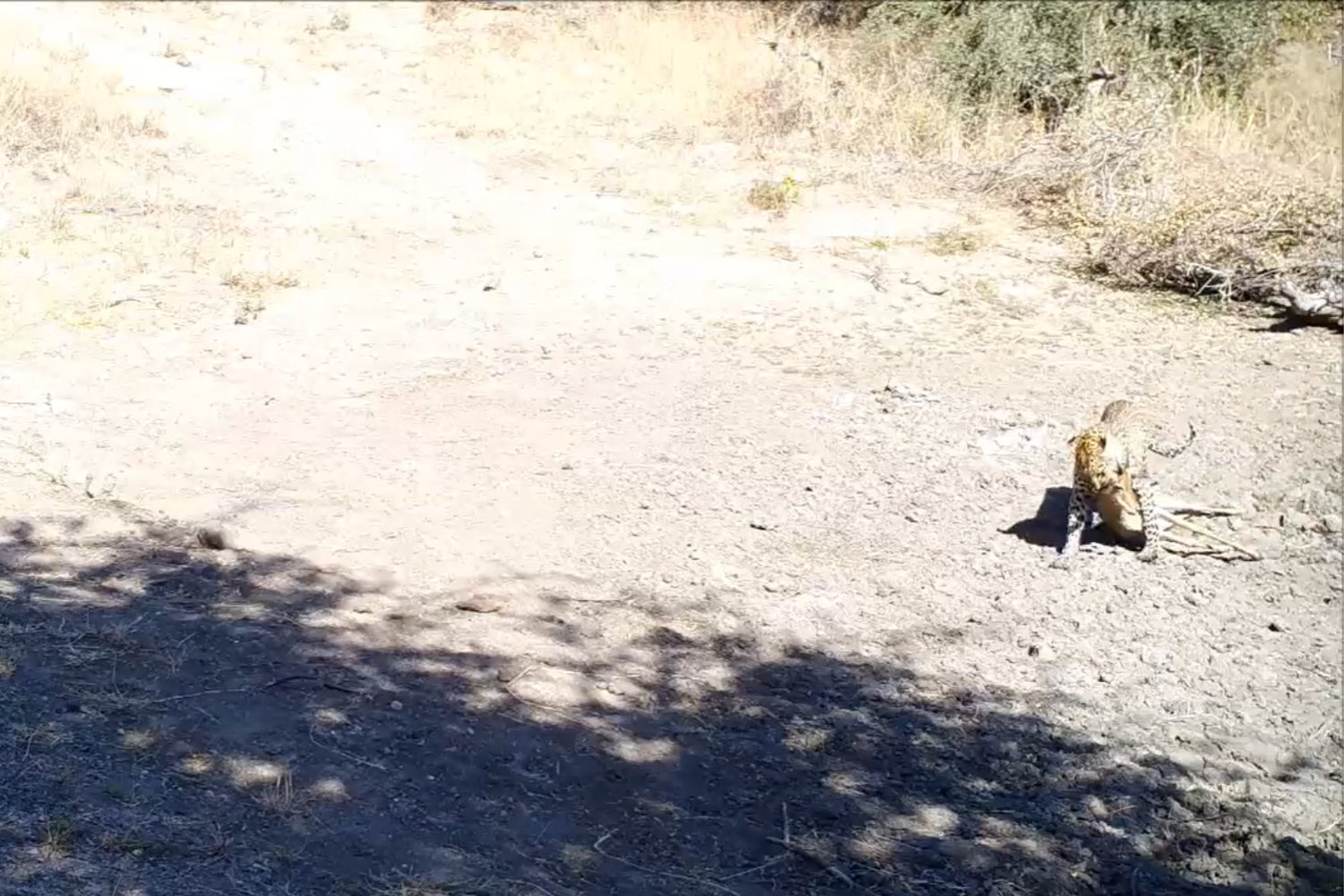 10.000 grabaciones lo confirman. El animal más temido de África no ruge: habla